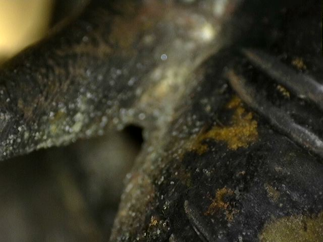 Microscopische toolmarks en handmatige wasmodellering op Ganesha-beeld